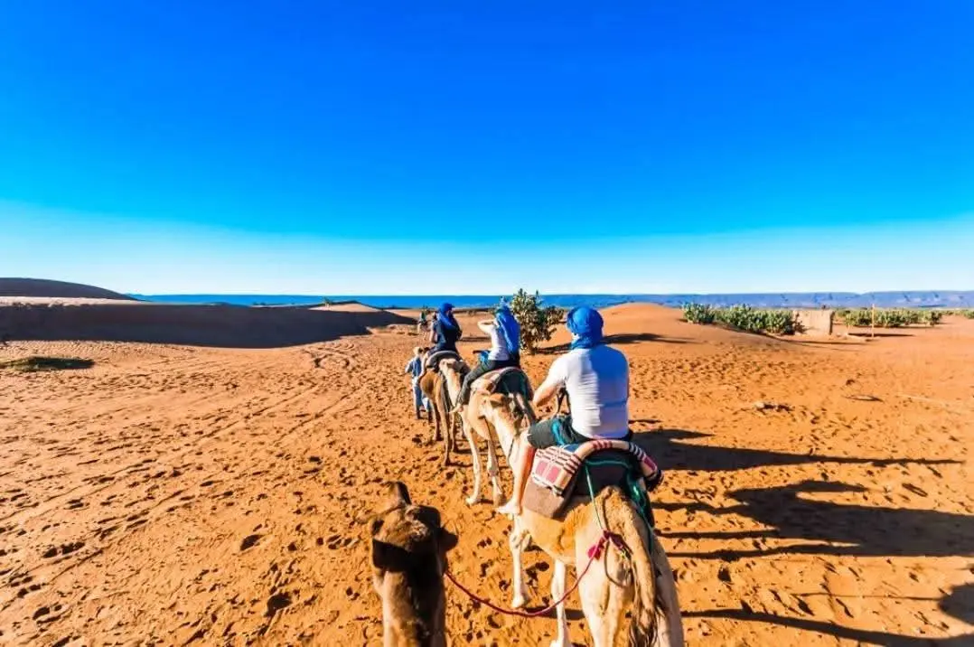 Camel Trek in the Palmeraie — photo 4