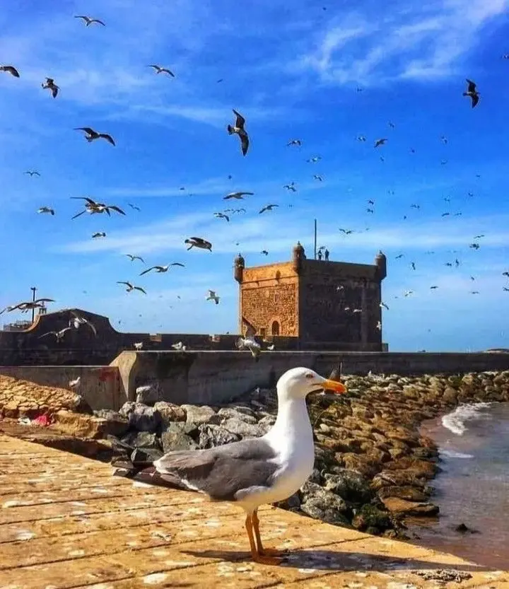 Essaouira Day Trip from Marrakech